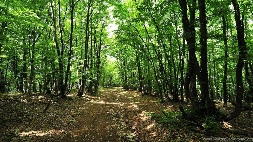 Forest HD Wallpapers Nature