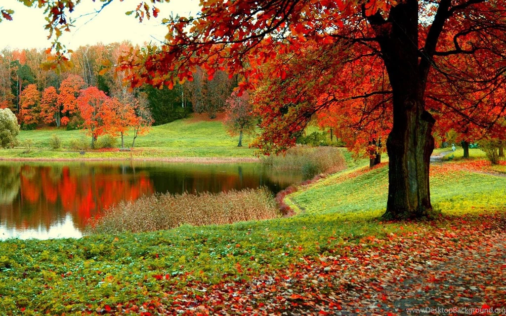 Forest Wallpapers Android Apps On Google Play