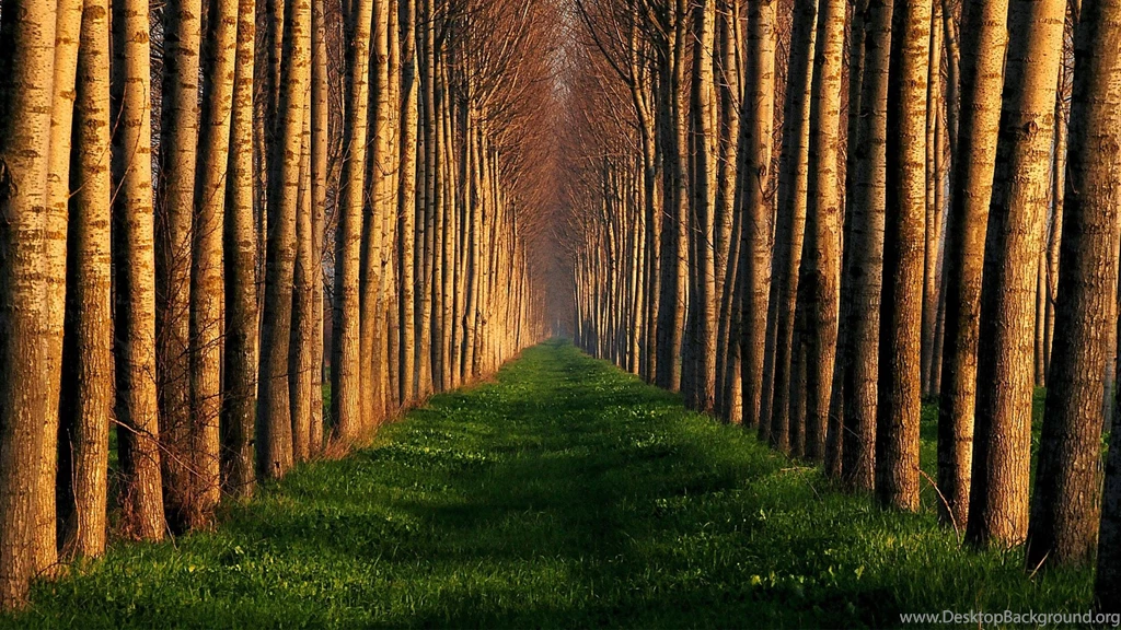 Old Growth Forest Ecology HD Wallpapers Widescreen 1920x1080