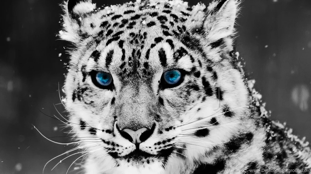Awesome Cool HD Wallpapers Free Download