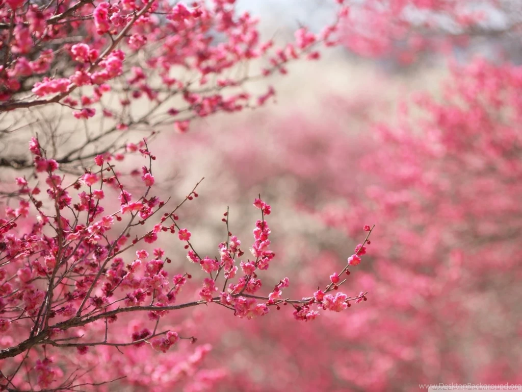 Sakura Cherry Blossom HD Desktop Wallpapers : High Definition ...
