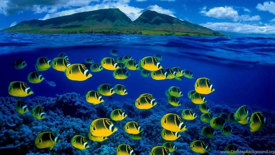 Hawaii Ocean Tropski Exotic Fish Hd Desktop Backgrounds ...