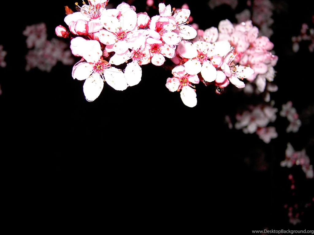 Blossom Backgrounds By Kira Aso On DeviantArt