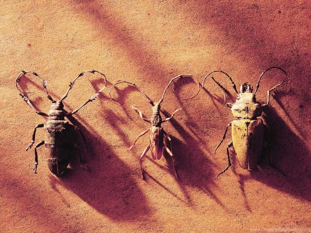 Desktop Wallpapers · Gallery · Animals · Exotic Bugs Digital ...