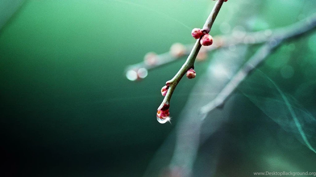 Spring Is Coming Hd Wallpapers 1280x720 Widescreen Hd Wallpaper
