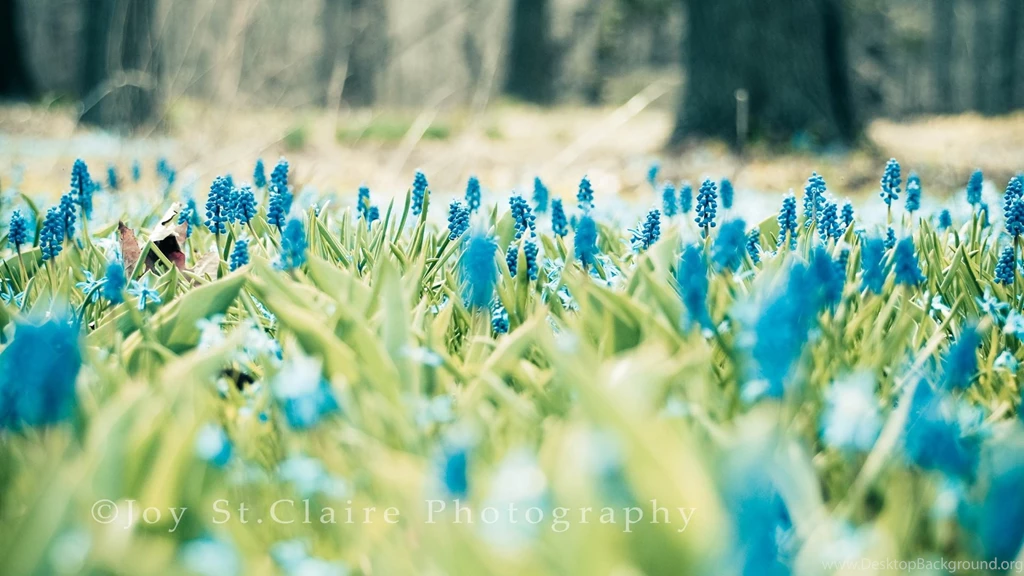 Download Wallpapers 2560x1440 Nature, Flowers, Beautiful, Field Mac ...