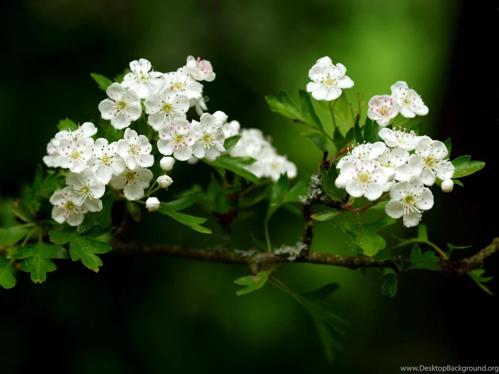 Desktop Wallpapers · Gallery · Nature · Flowers Fruit