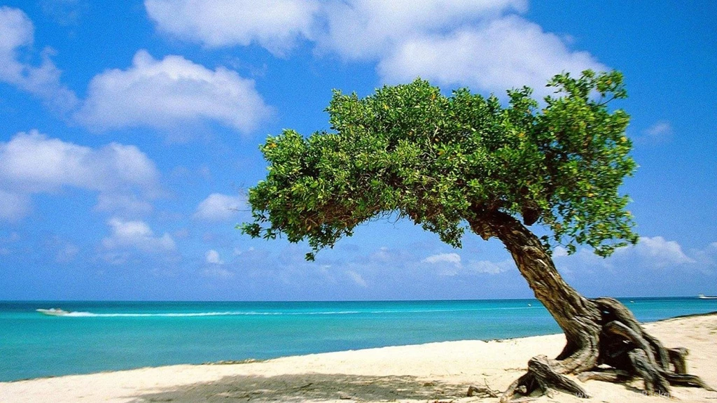 Beach In Aruba Desktop Wallpapers Hd Wallpapers Free To (