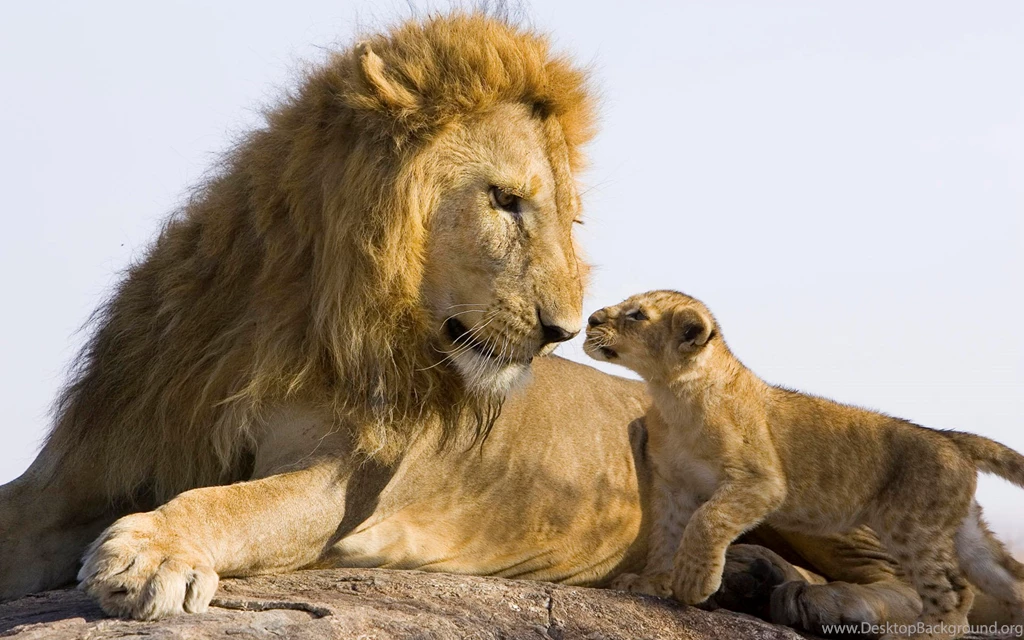 Baby Lion And Big Lion Wallpapers