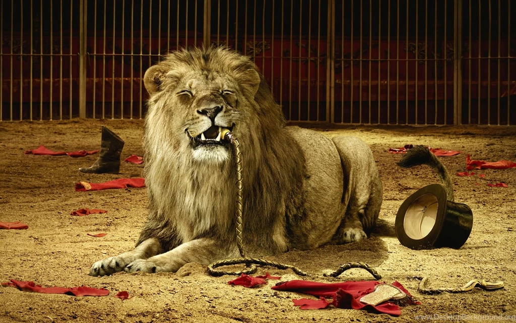 Big Lion With Rope Wallpapers 1680x1050 826860