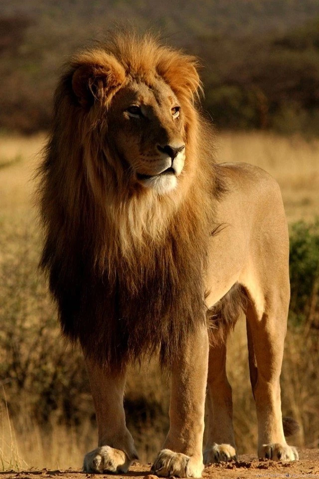 Big Lion iPhone Wallpapers, iPhone 5(s)/4(s)/3G Wallpapers