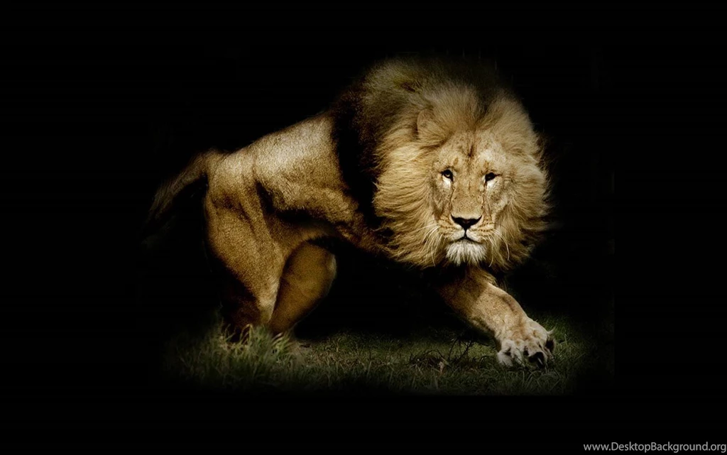 Lion Wallpapers (