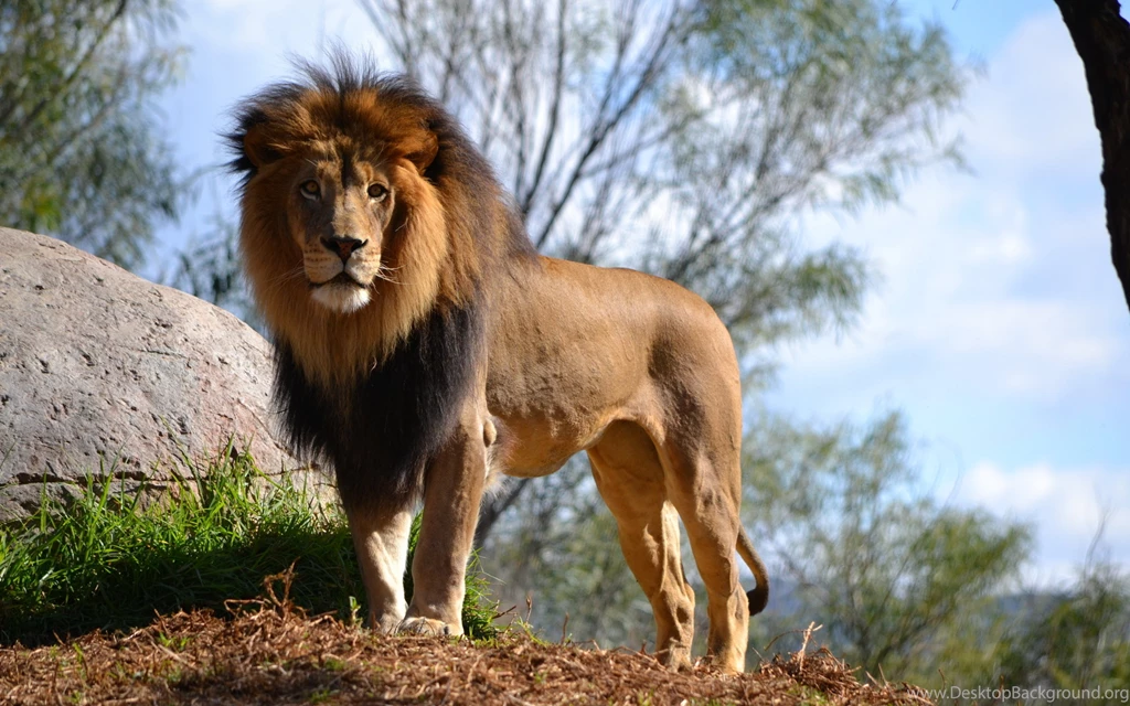 Download Wallpapers 3840x2400 Lion, Big Cat, Predator Ultra HD 4K ...