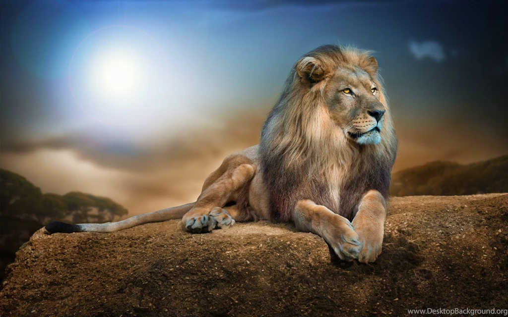 Big Lion King Of All Animals