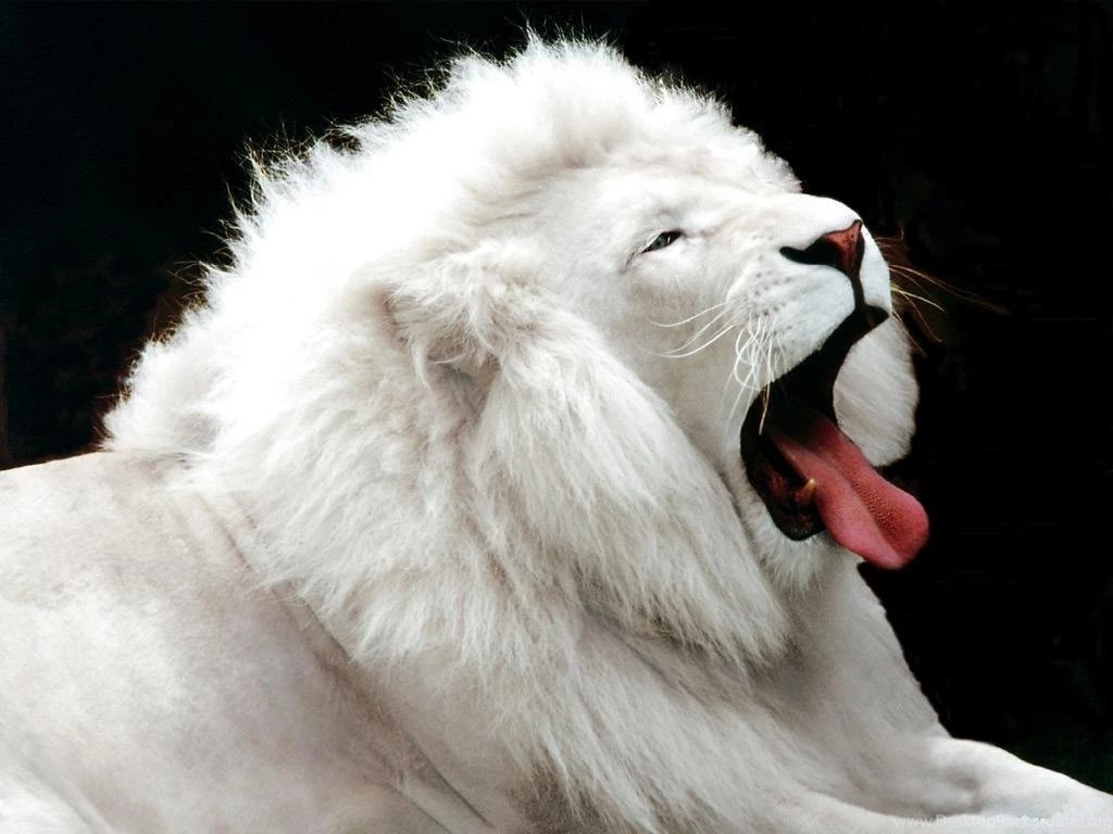 White Lion Wallpapers Animals Wallpapers Free Wallpapers ...