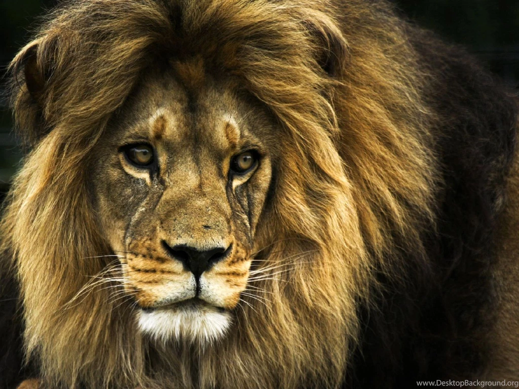 Hwalls.com/upload/lion_wallpaper3332.jpg