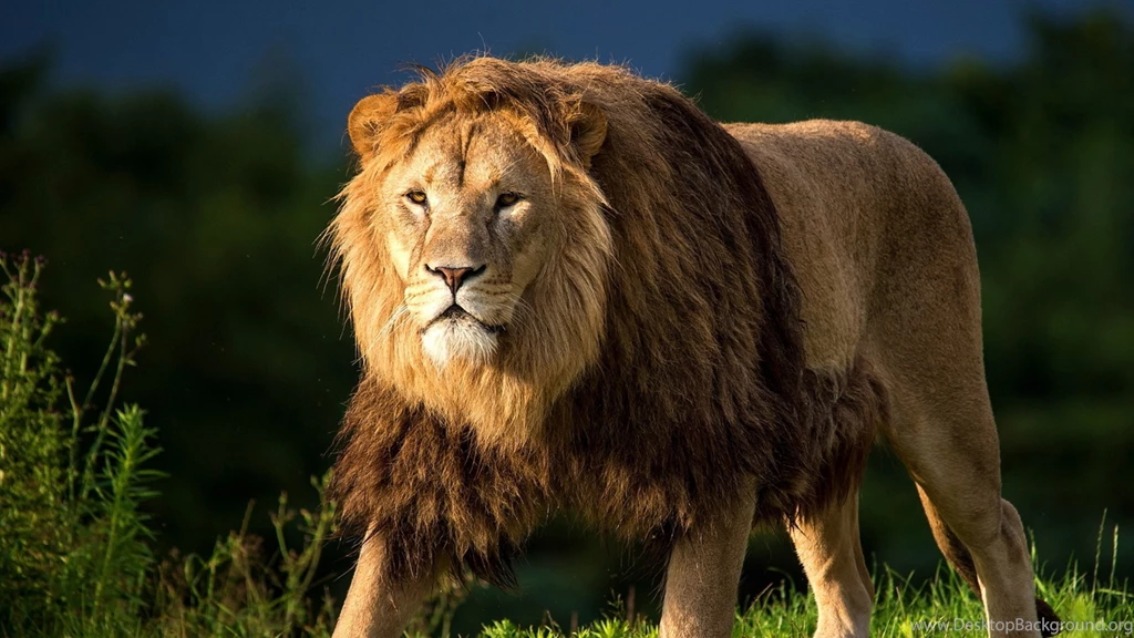 Download Wallpapers 3840x2160 Lion, Grass, King Of Beasts, Big Cat ...