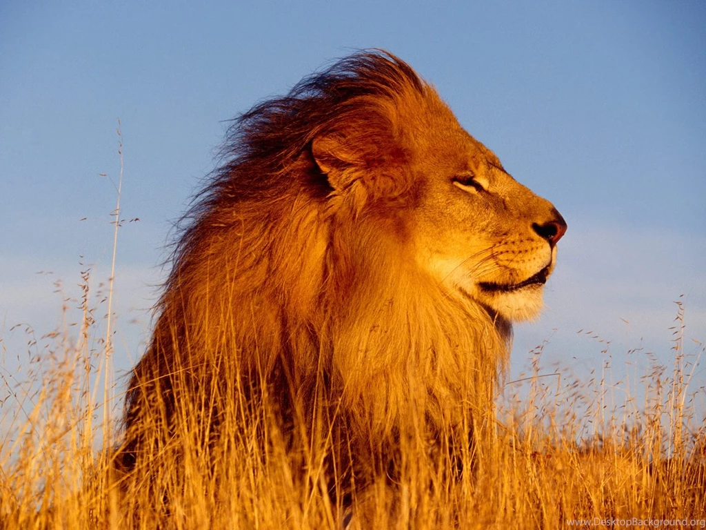Desktop Picture Of A Big Lion Wallpapers 3d Hd Pictures Desktop