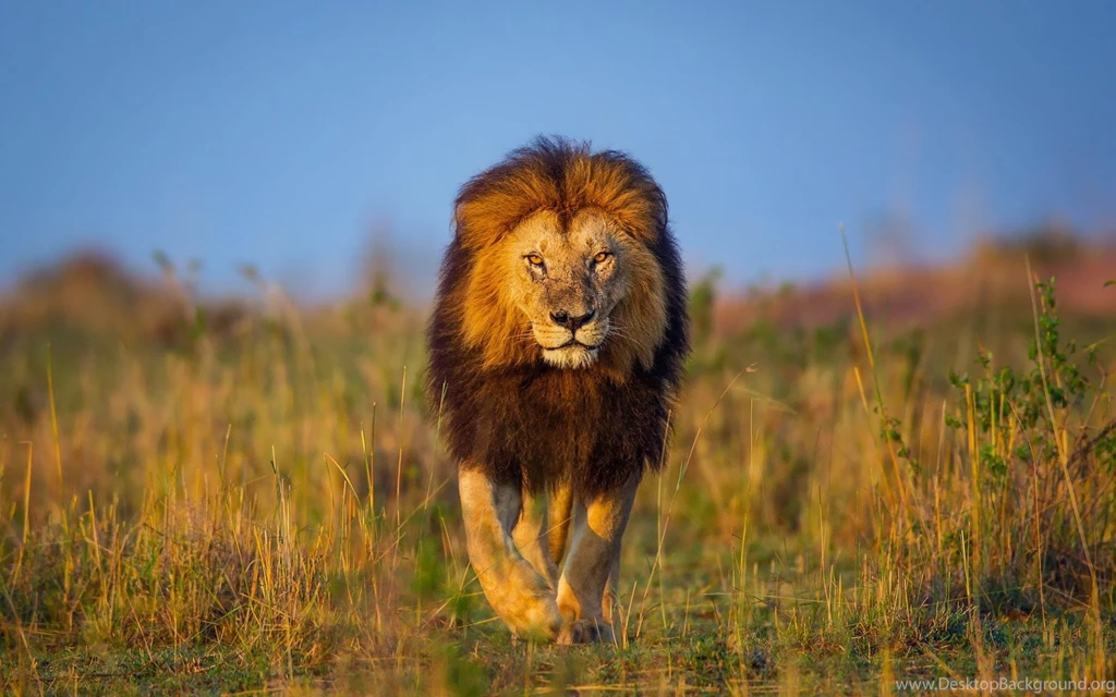 Cats: African Lion Fields Africa Animals Cats Big Lions Lev Afrika ...