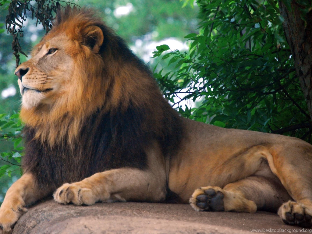 Big Lion On Stone Wallpapers