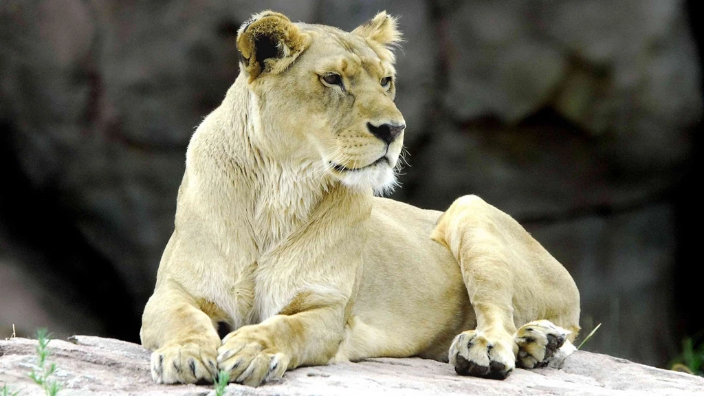African Black Lion Photos
