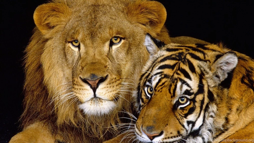 Wallpaper: Big Cats, Tiger, Lion, Cat Family, Animals, Predators ...
