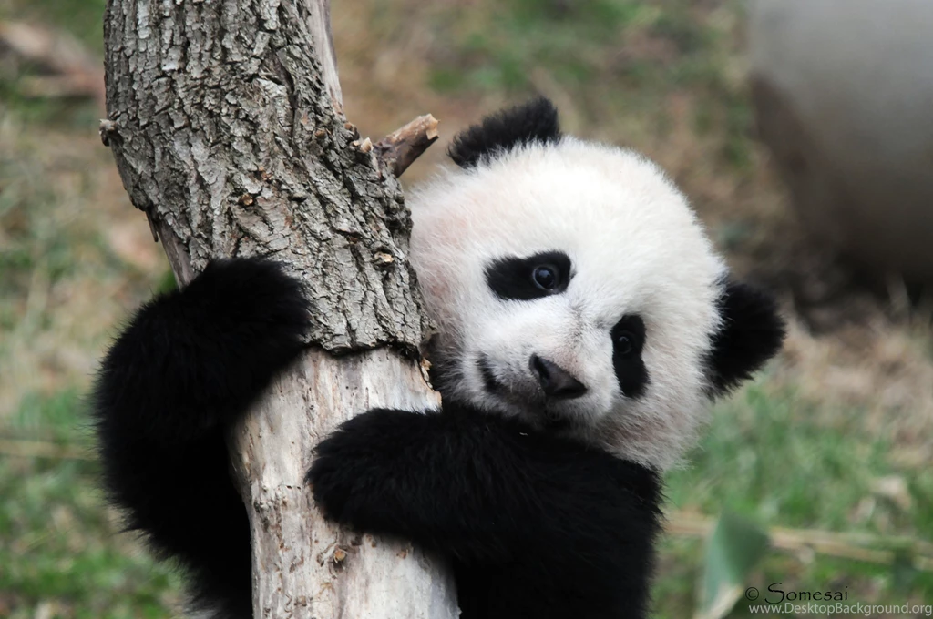 Baby Panda Bear Wallpapers   Danasrhp.top