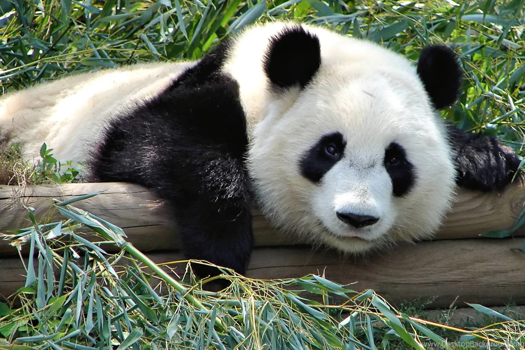Cute Panda Bear Wallpapers Giant Panda Bear Wallpapers Giant Panda