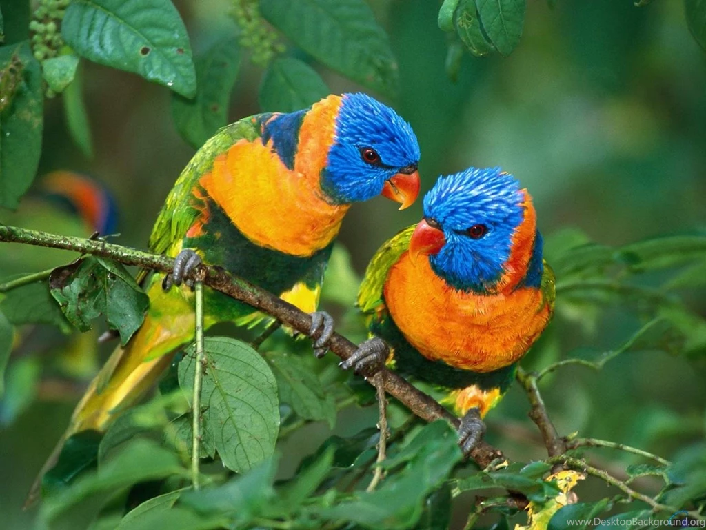 Cool Animals Pictures: Beautiful Colorful Birds New Fresh ...