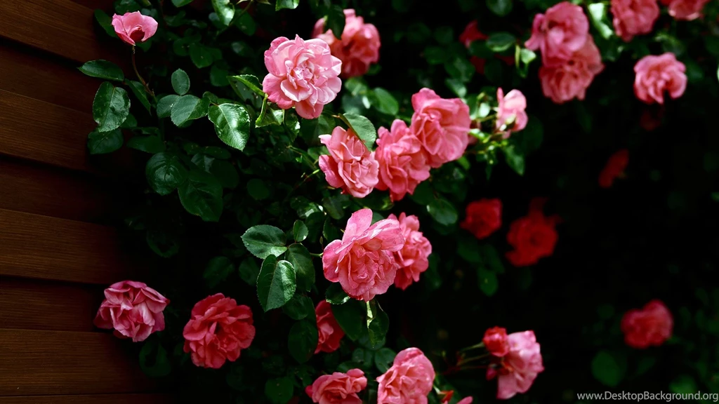 Flowers_desktop_wallpapers.jpg
