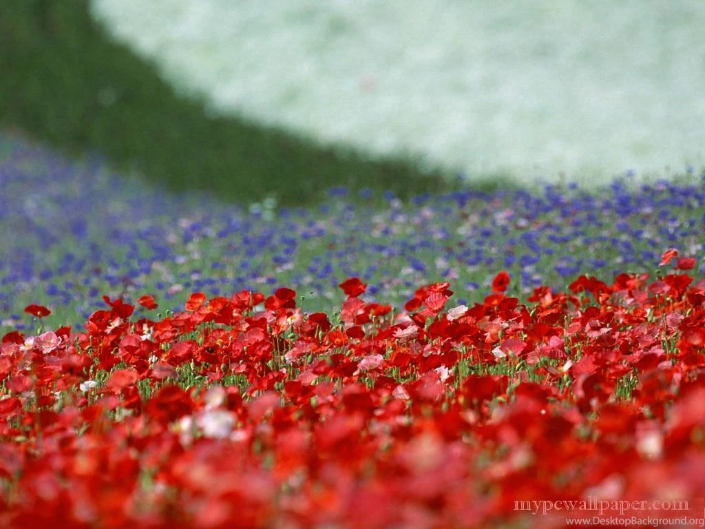 Flower Desktop Wallpapers Wallpapers Borders Uk