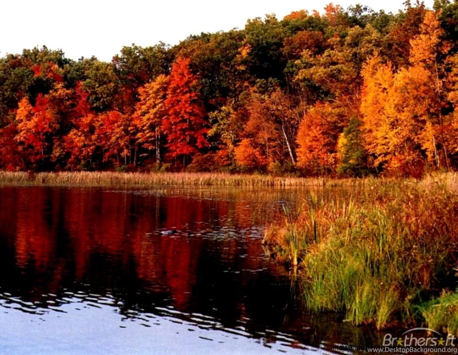 Free Fall Wallpaper Backgrounds