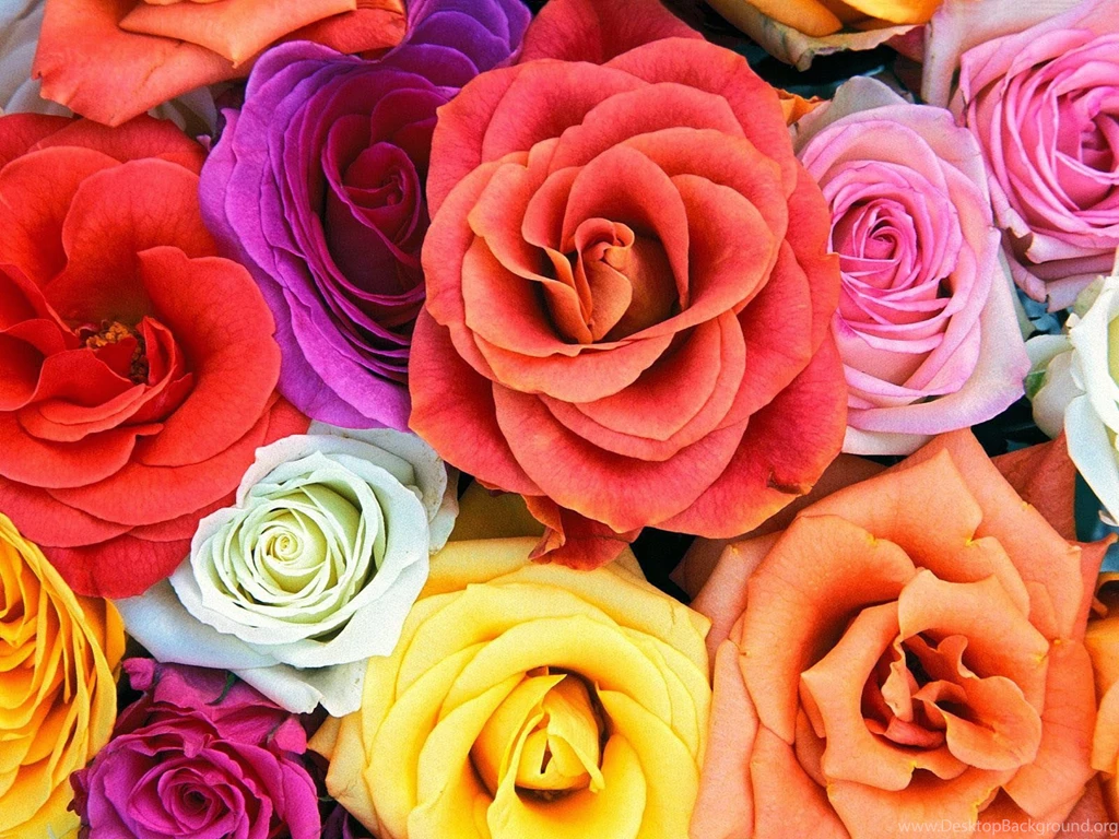 Flowers Wallpapers