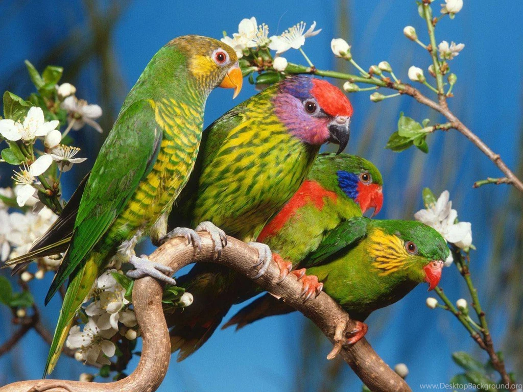 Colourful Birds Wallpapers Beautiful Birds Wallpapers