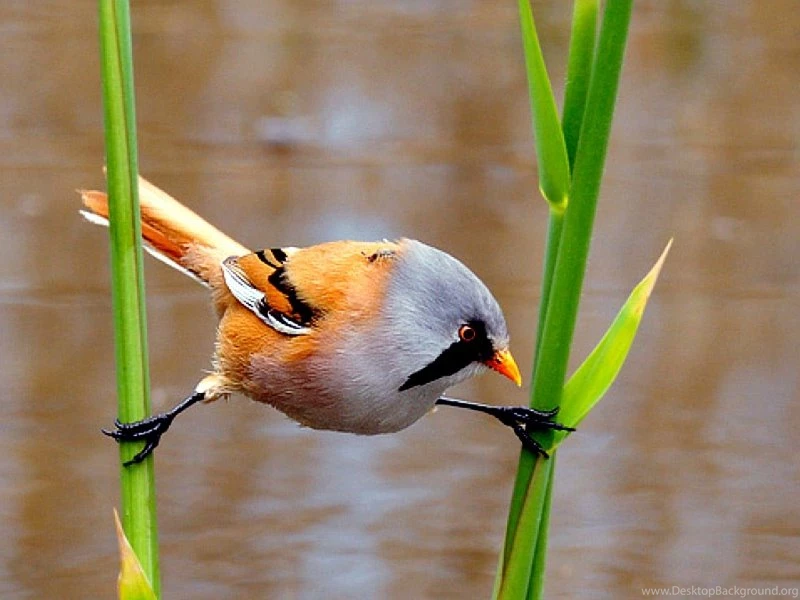 Birds Fowl Chickens – Animals Birds HD Desktop Wallpapers