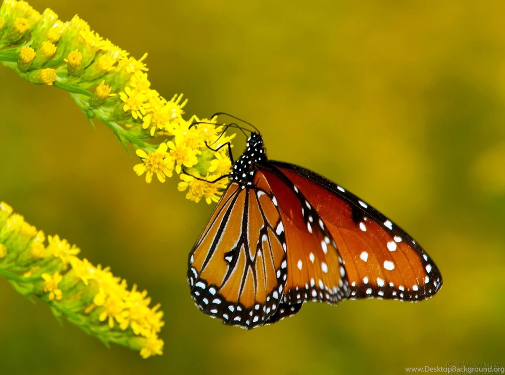 WnP: Wallpapers & Pictures: Beautiful Birds HD Wallpapers