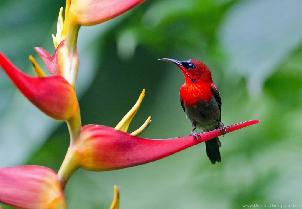Birds Wallpapers High Resolution