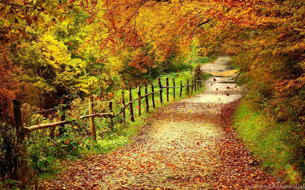 Country Road Autumn