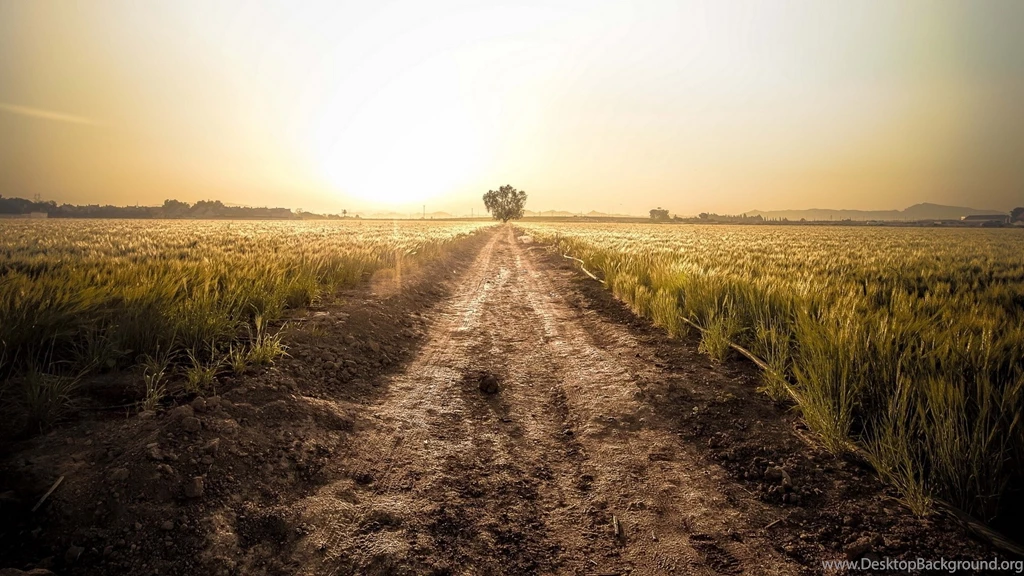 1920x1080 Country Road Wheat Field Tree Desktop PC And Mac Wallpapers