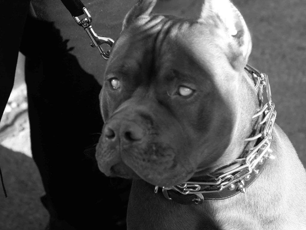 Pitbull Pack 5 Dog Wallpapers Android Apps And Tests AndroidPIT