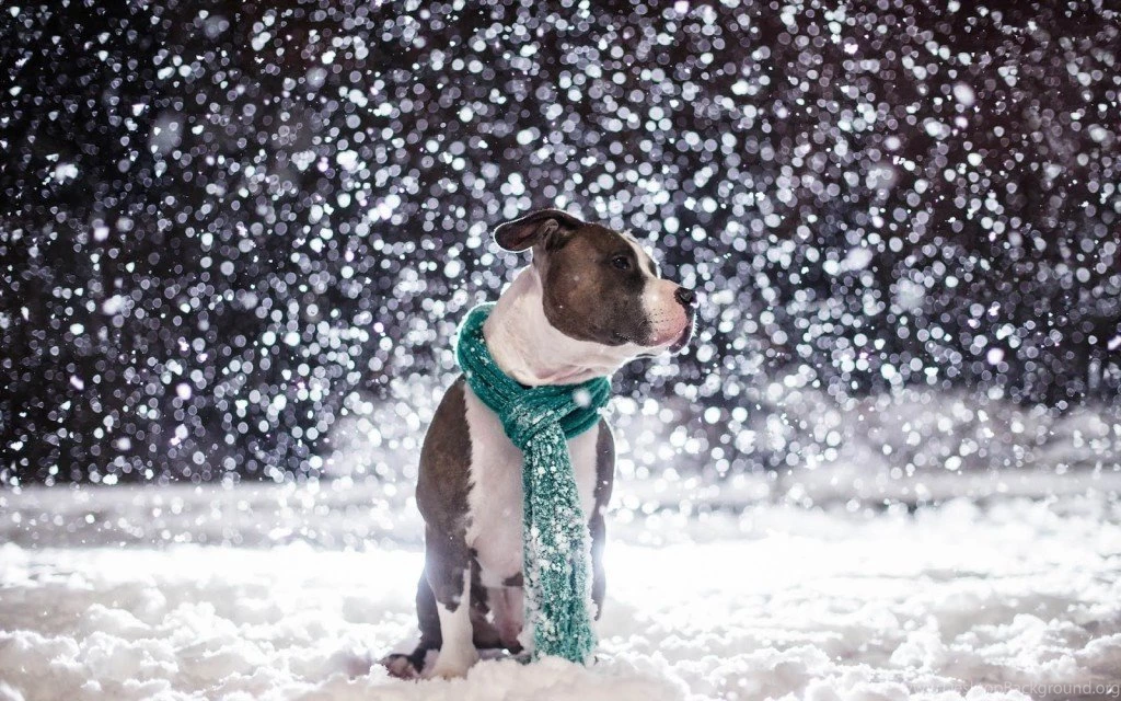 Pitbull Wallpapers