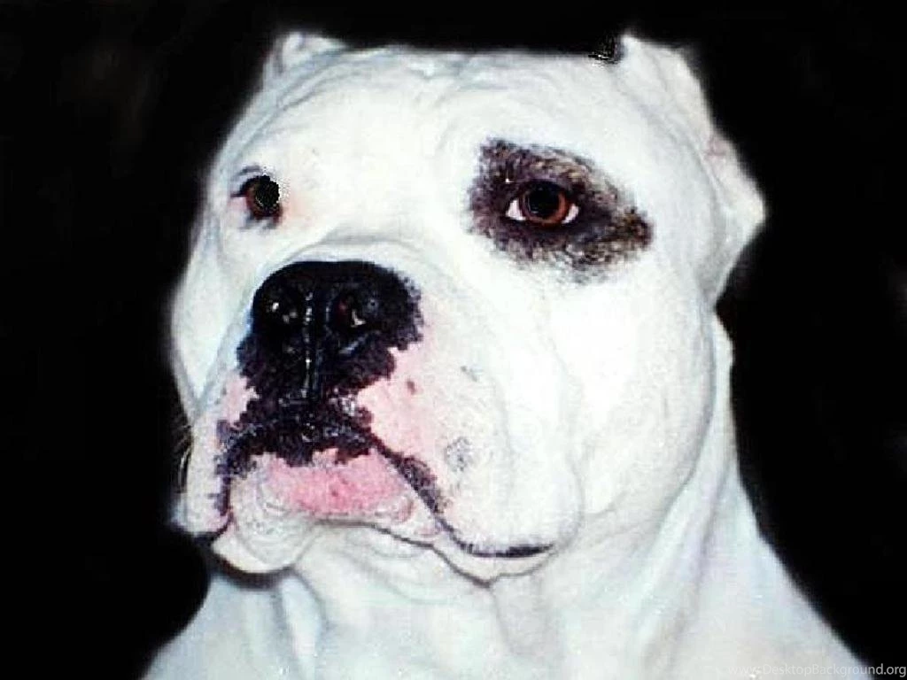 Pitbull