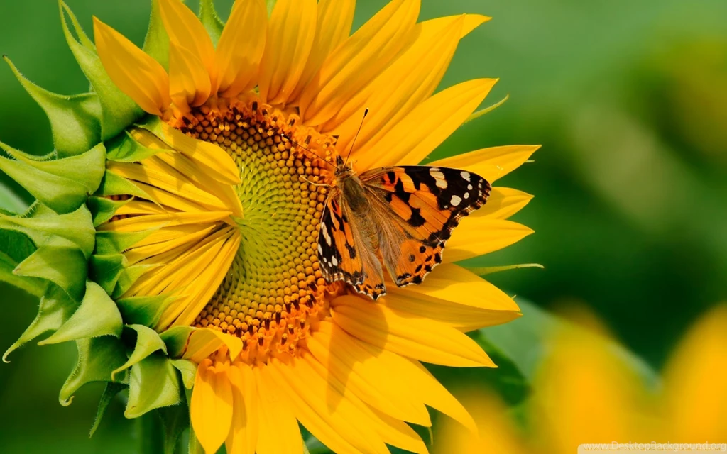 Widescreen Sunflower Wallpapers