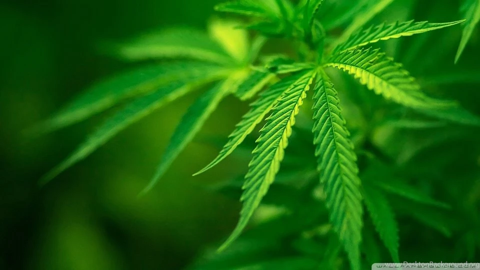 Cool Green Leaves Wallpapers Full Size Image