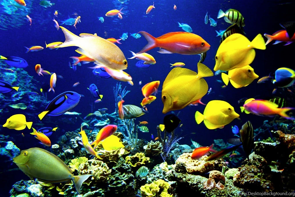 Very Beautiful Wallpapers Of High Resolution