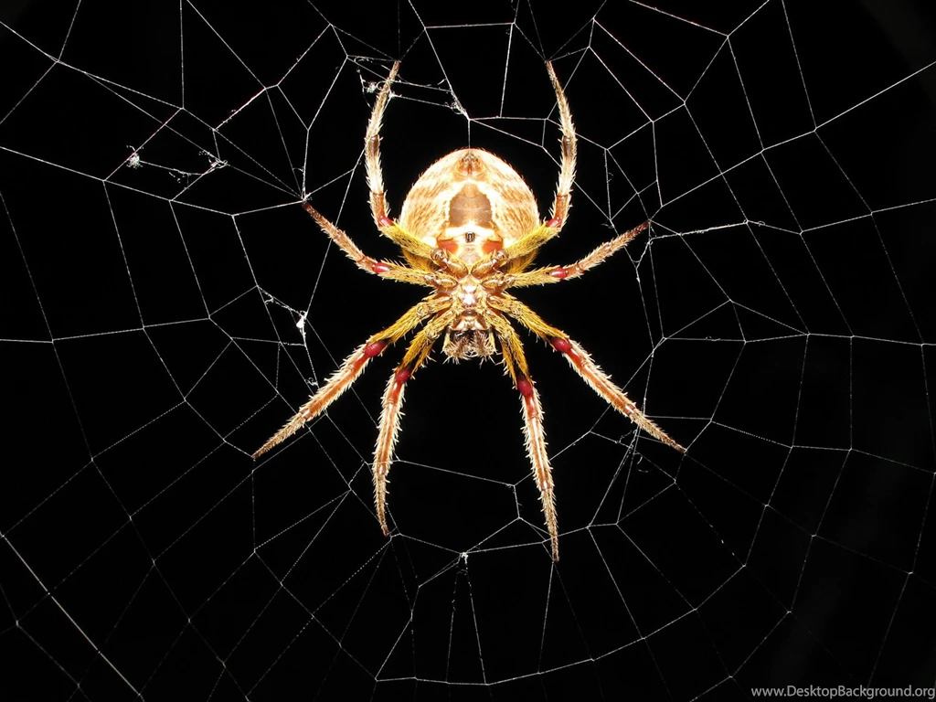 Cool Spider High Resolution Wallpapers