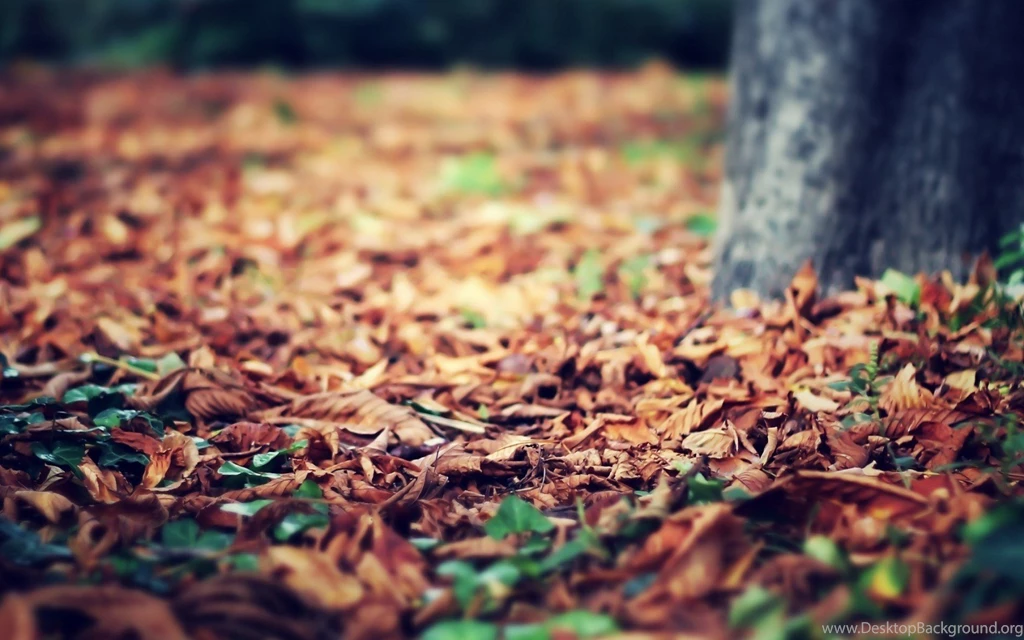 Macro leaves fall autumn tree nature hd wallpapers (1 ...