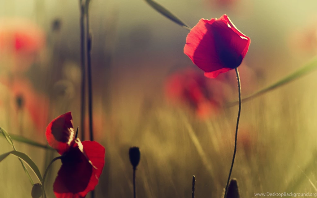 Photo Vintage, Nature, Poppies, Red, Grass, Field, Widescreen