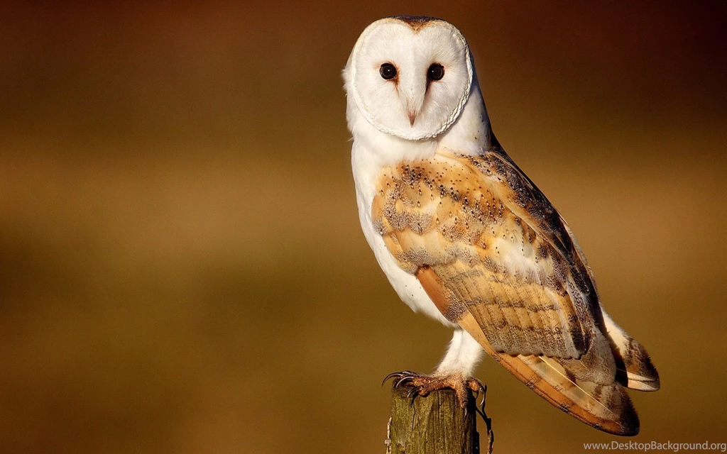 Barn Owl   Wallpaper.