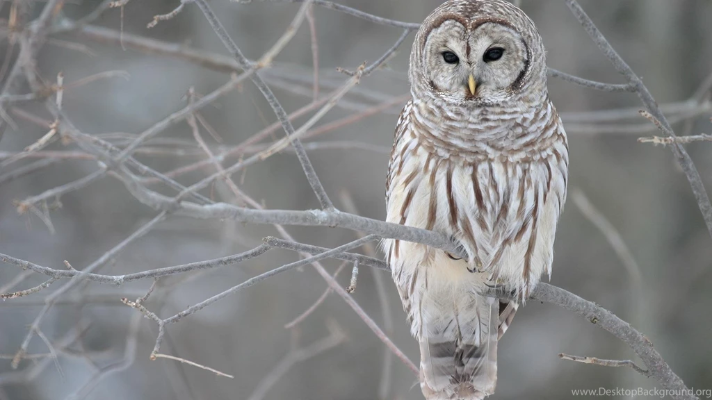 Barn Owl >> HD Wallpaper, Get It Now!